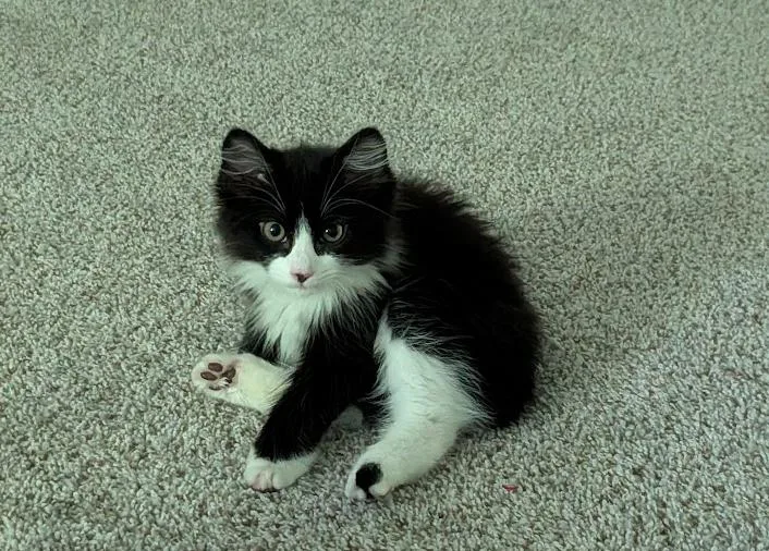 A baby medium-sized male Black & White / Tuxedo Domestic Long Hair cat named Martin for adoption in Stewartsville, NJ