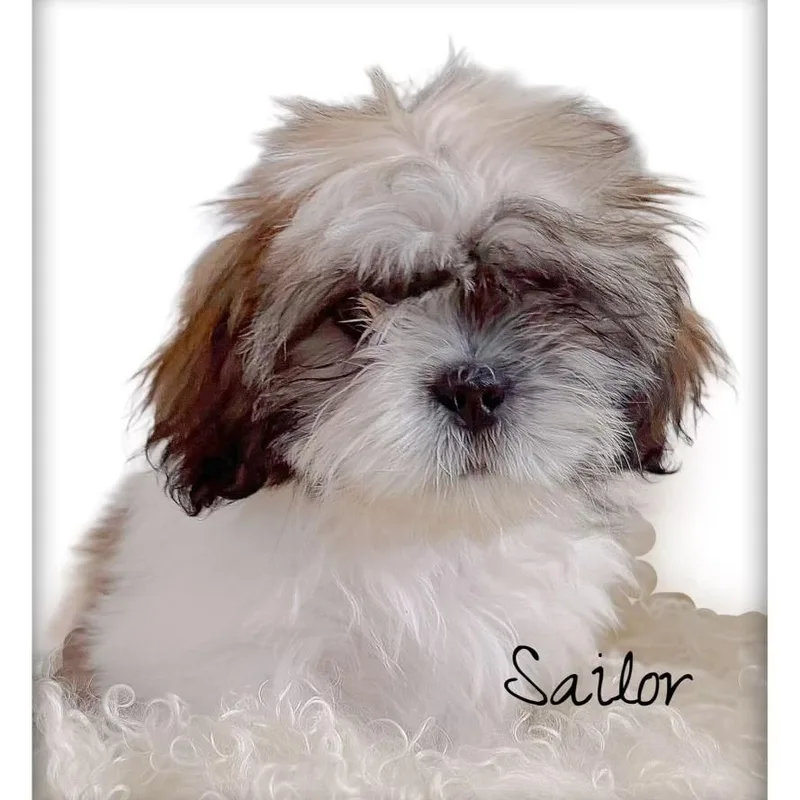 Sailor