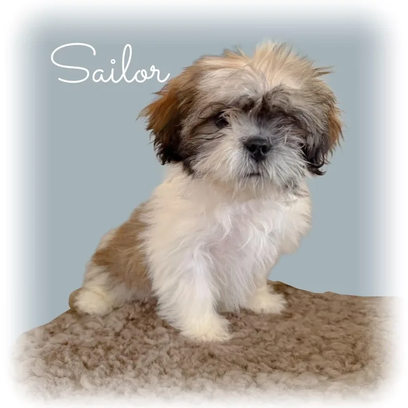 Sailor thumbnail 2
