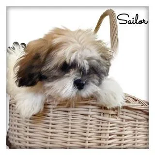 Sailor thumbnail 3