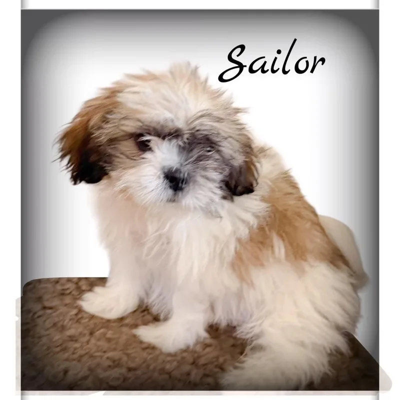 Sailor thumbnail 4