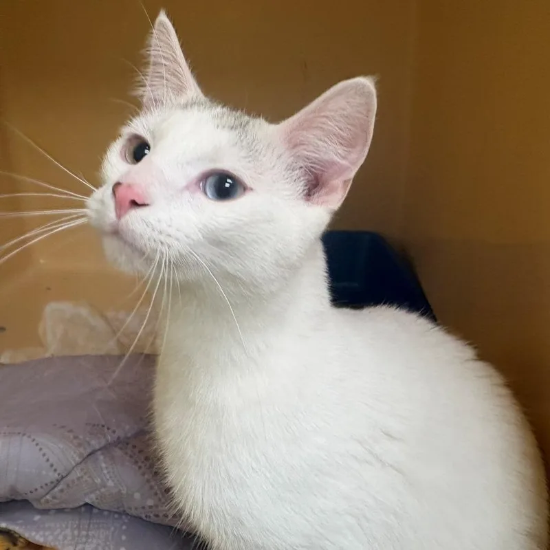 A young medium-sized male White Domestic Short Hair cat named Ezequiel for adoption in East Hanover, NJ