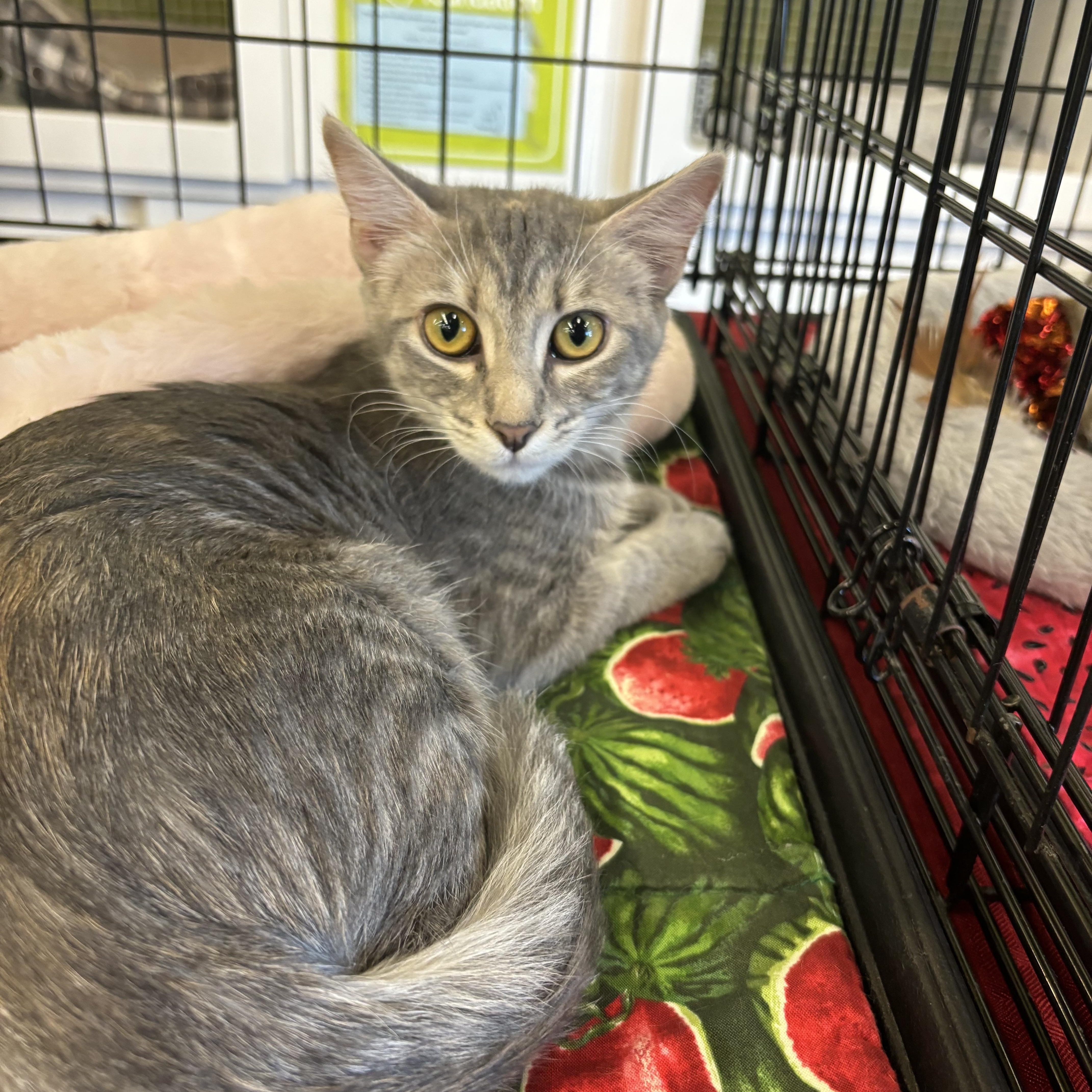 A young medium-sized female Tabby (Gray / Blue / Silver) Domestic Short Hair cat named Mischief for adoption in Richmond, VA