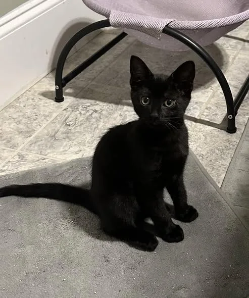 A baby medium-sized female Black Domestic Short Hair cat named Luna Belle for adoption in Wilmington, NC