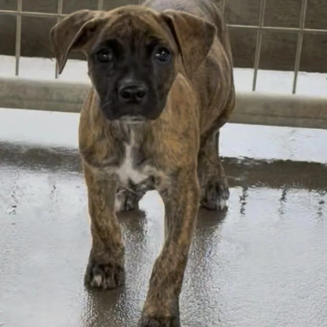 A baby small-sized female Brindle Pit Bull Terrier dog named Hailey for adoption in Wiggins, MS