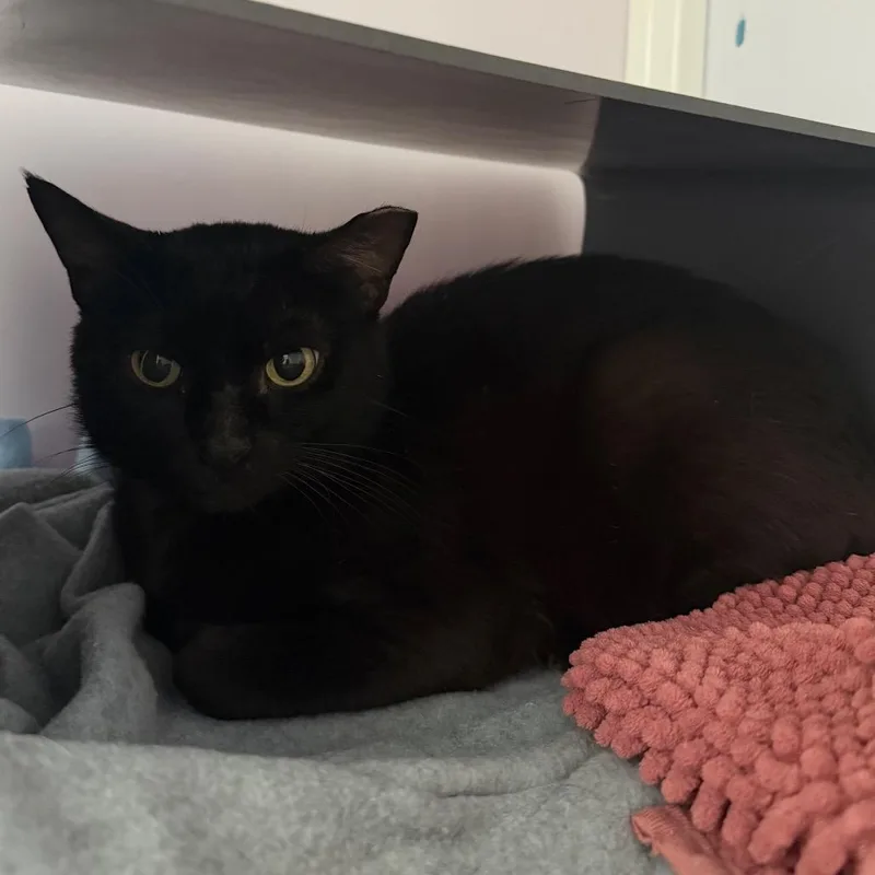 A young medium-sized male Black Domestic Short Hair cat named YaZ for adoption in Chicago, IL