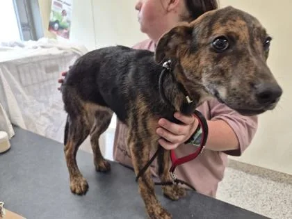 A young medium-sized male Mixed Breed dog named Luke for adoption in Clarks Summit, PA