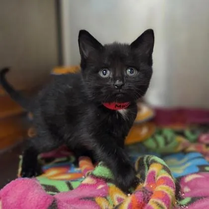 A baby small-sized female Domestic Short Hair cat named Inky for adoption in Westland, MI