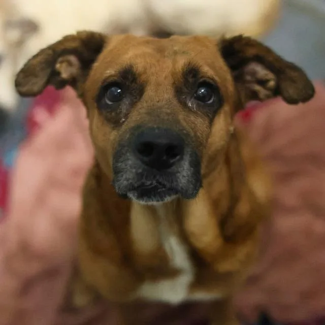 An adult medium-sized male Rhodesian Ridgeback dog named Reggie for adoption in San Antonio, TX