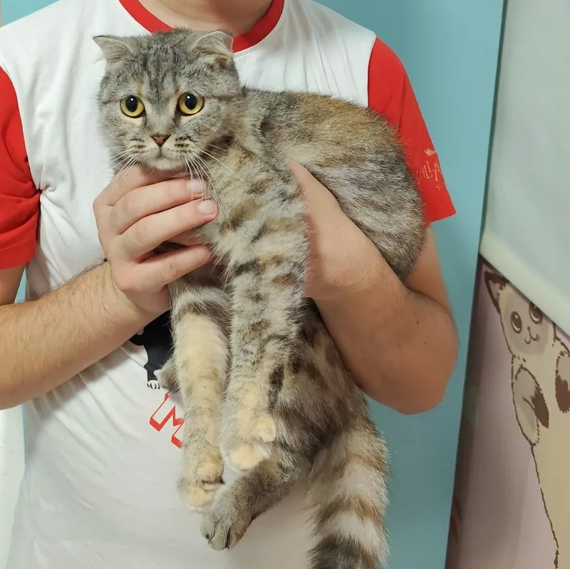 A young medium-sized female Tabby (Buff / Tan / Fawn) Scottish Fold cat named Pippa for adoption in Waltham, MA