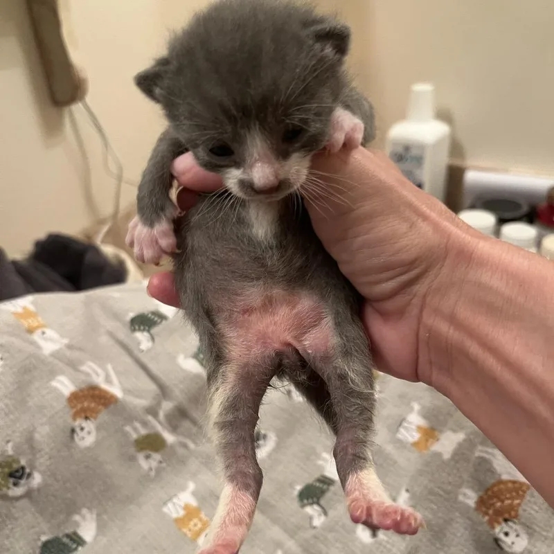 A baby small-sized male Domestic Short Hair cat named Boo for adoption in Hamilton, GA