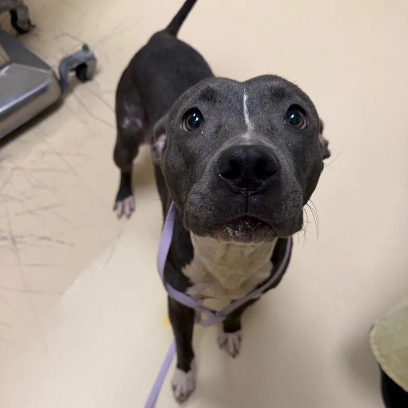 A young medium-sized female Gray / Blue / Silver Mixed Breed dog named Tiger Shark for adoption in Winston-Salem, NC