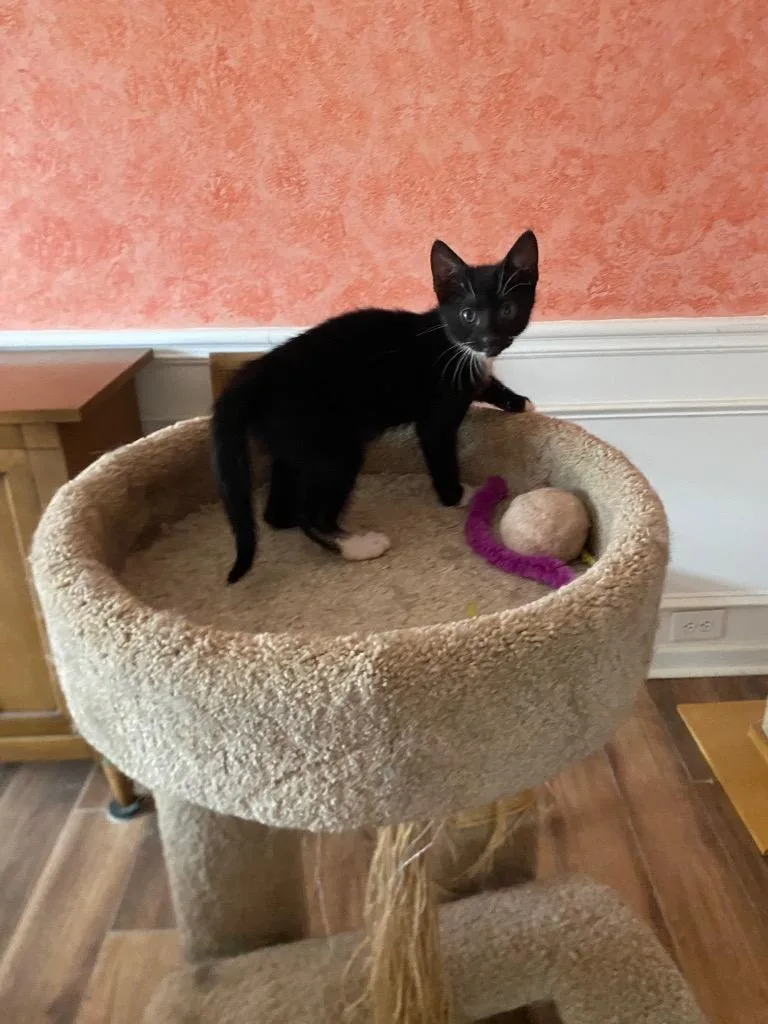 A baby medium-sized male Domestic Short Hair cat named Pop for adoption in Cumming, GA