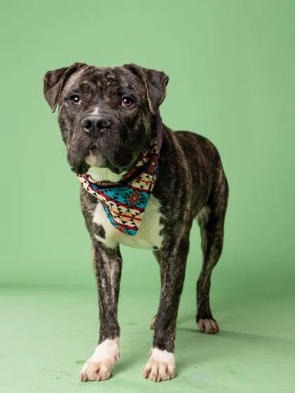An adult large-sized male Pit Bull Terrier dog named Brian for adoption in Atlanta, GA