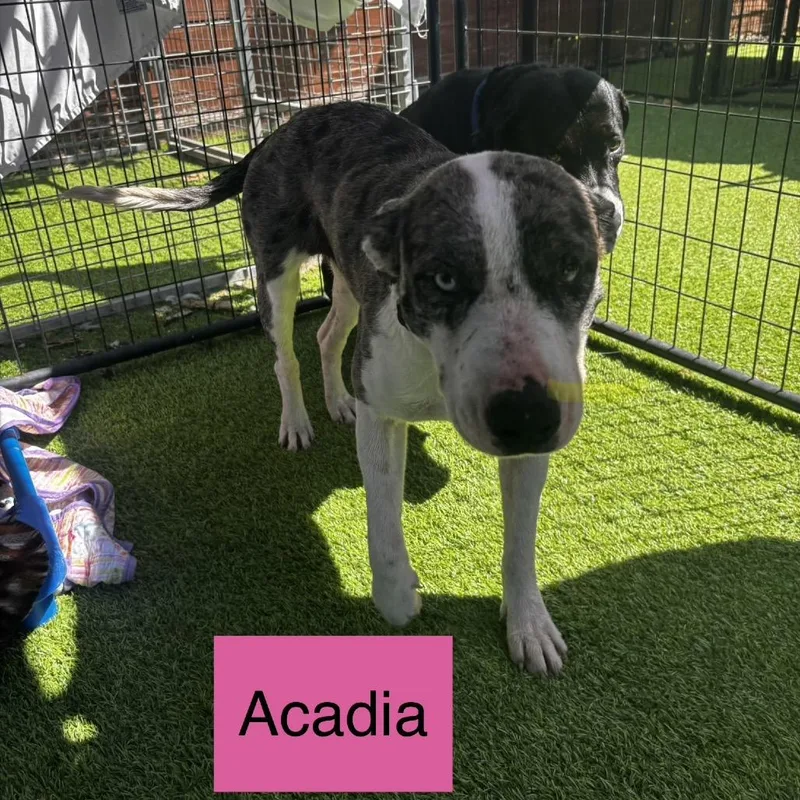 Acadia Hw+ thumbnail 2
