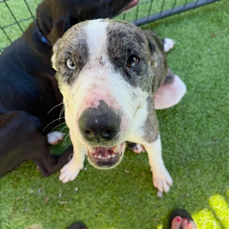 Acadia Hw+ thumbnail 3