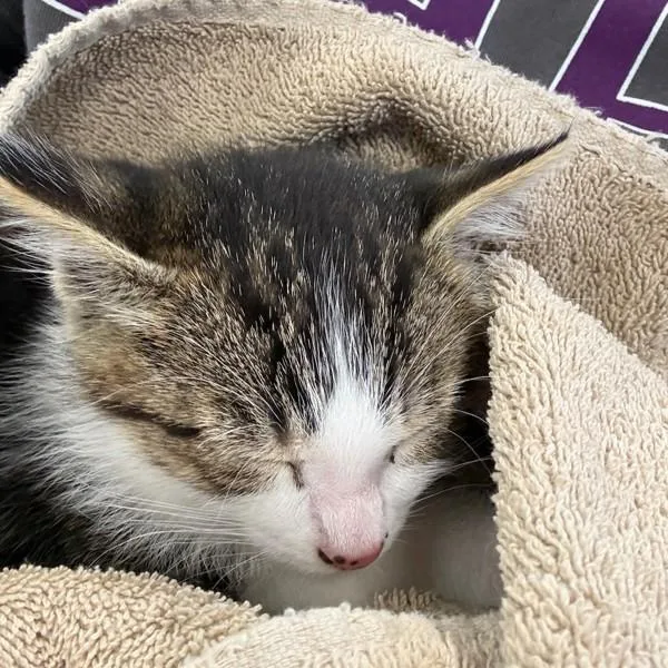 A baby small-sized female Domestic Short Hair cat named Thorne for adoption in Des Moines, IA