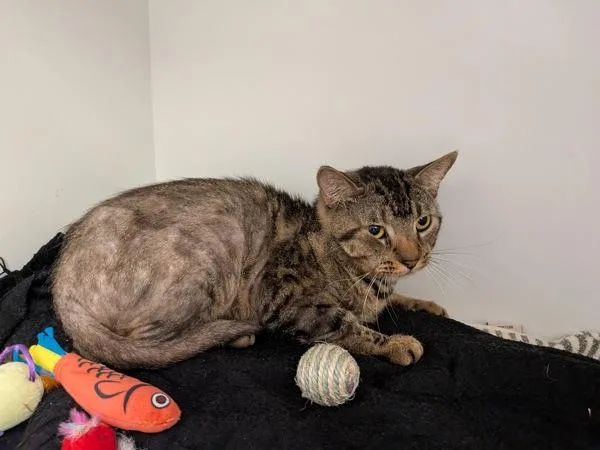 An adult medium-sized male Domestic Short Hair cat named Conifer for adoption in San Diego, CA