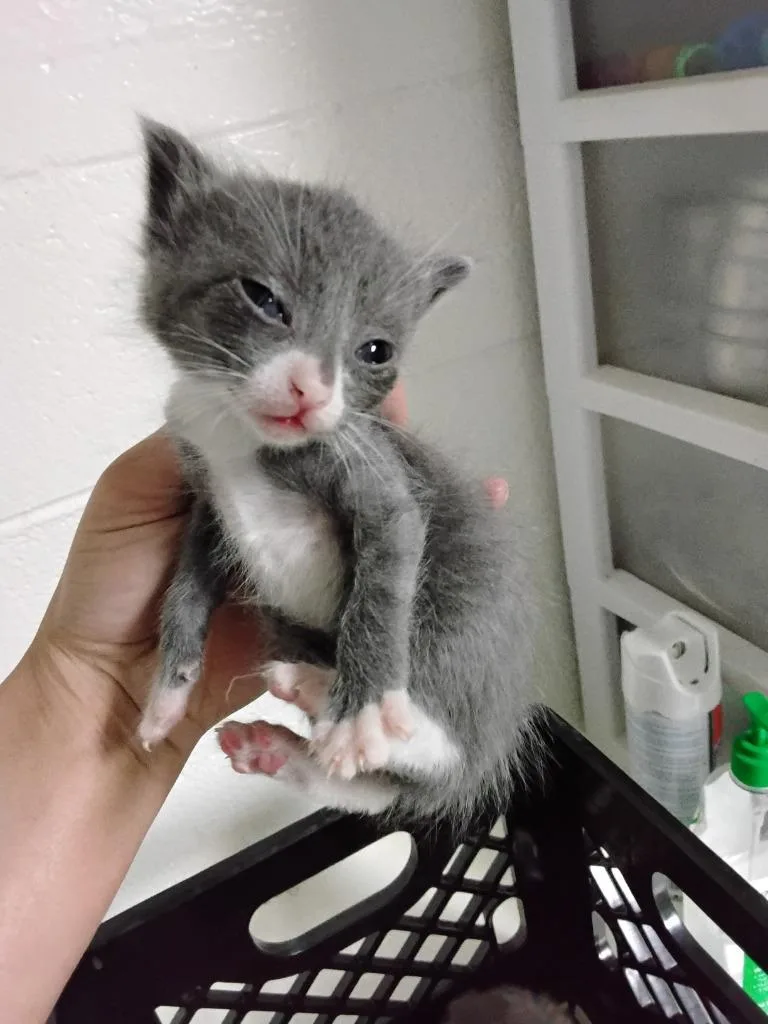 A baby small-sized female Domestic Short Hair cat named Essay for adoption in Ada, OK