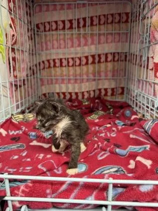 A baby small-sized female Domestic Short Hair cat named Aevryn for adoption in Gainesville, FL