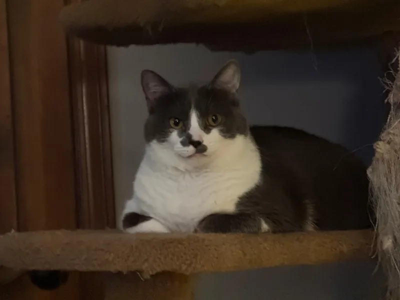 An adult medium-sized male Domestic Short Hair cat named Aurelio for adoption in Bloomington, IN
