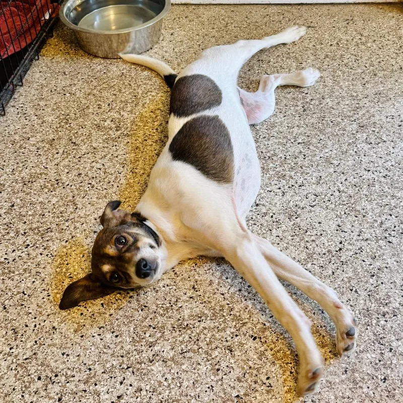 A young small-sized female White / Cream Terrier dog named Izzie for adoption in Brownsboro, AL