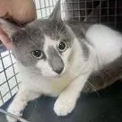 An adult medium-sized male Domestic Short Hair cat named Sammy at Pet Supermarket for adoption in St. Augustine, FL