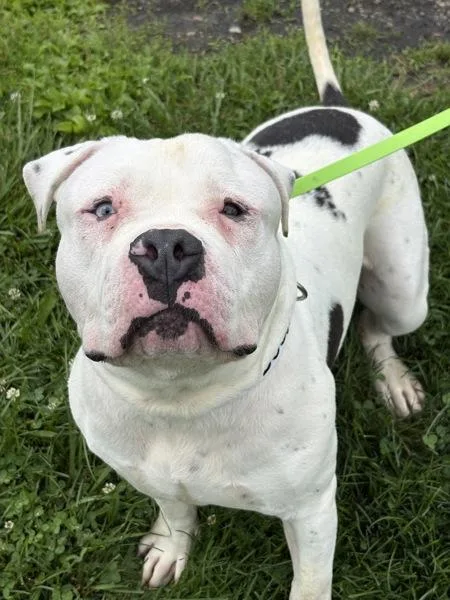 An adult large-sized male American Bulldog dog named Hobbs for adoption in Lancaster, OH