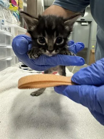 A baby small-sized male Domestic Medium Hair cat named Logan for adoption in San Martin, CA