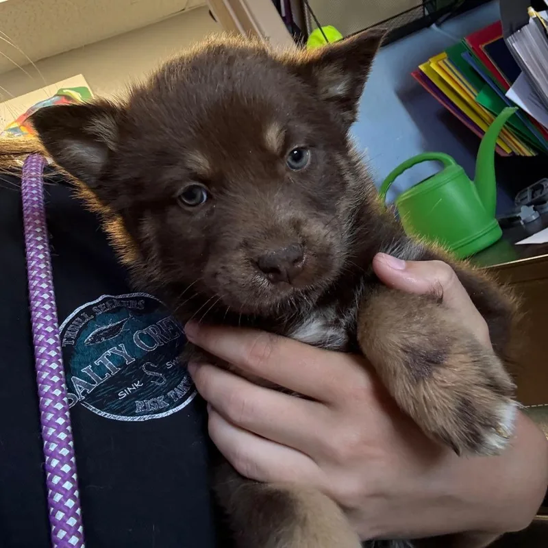 A baby medium-sized female Brown / Chocolate Collie dog named Sophia for adoption in Casa Grande, AZ