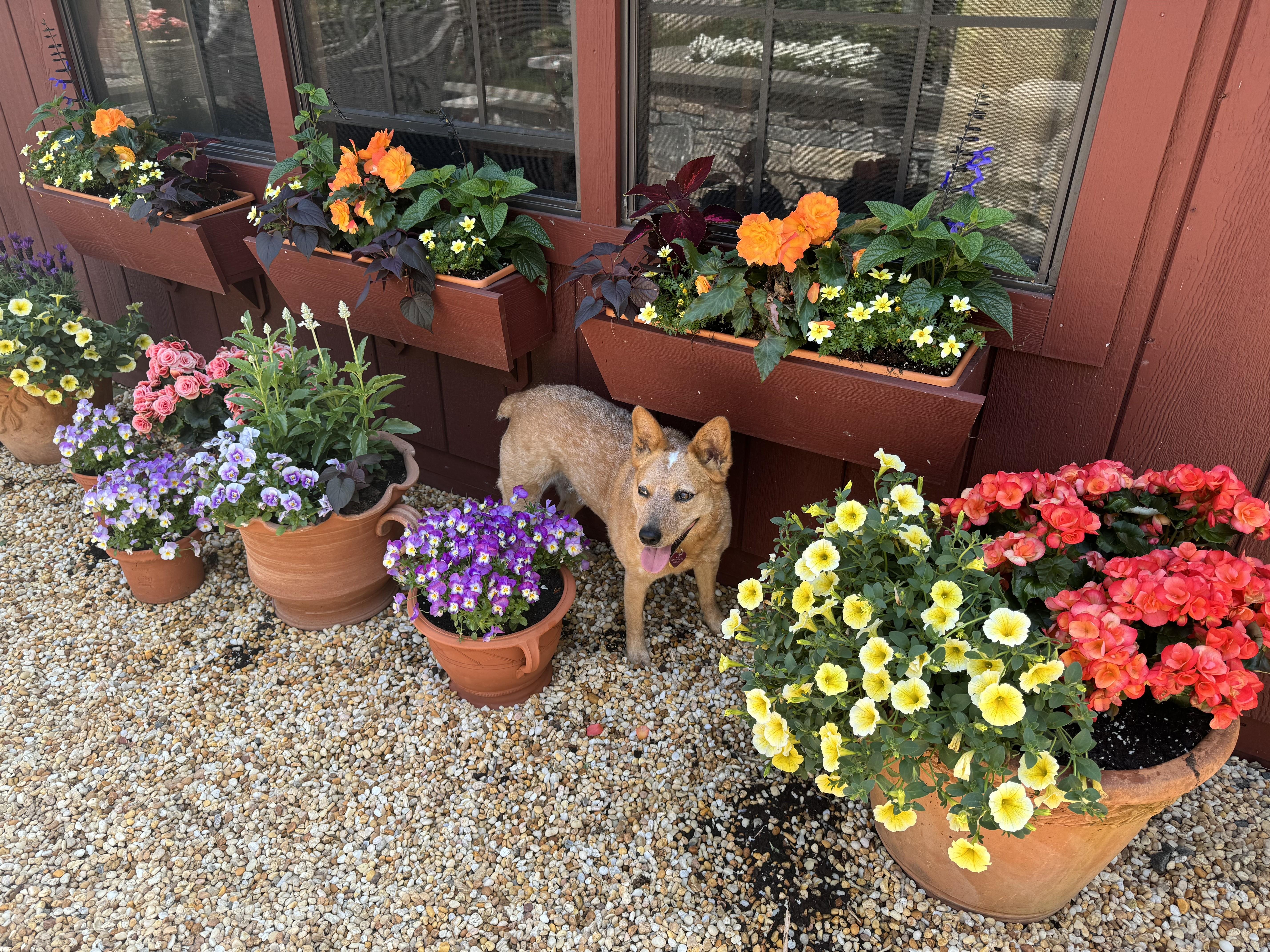 An adult medium-sized female Cattle Dog dog named Ana for adoption in Bandera, TX