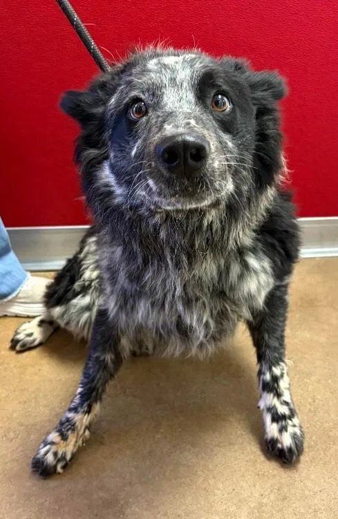 An adult medium-sized male Black Australian Shepherd dog named Bondi for adoption in Greeley, CO