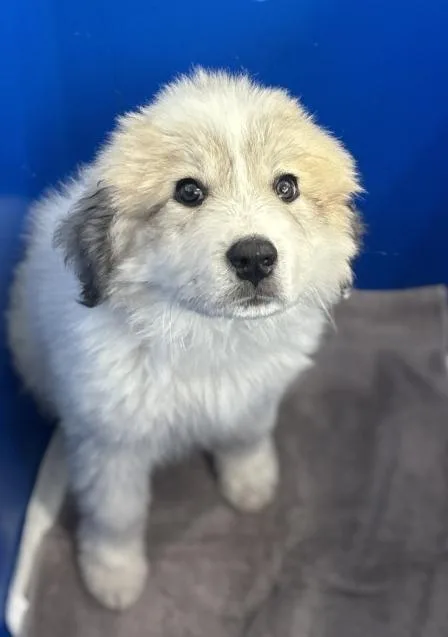 A baby large-sized male Mixed Breed dog named Scott for adoption in Dallas, TX