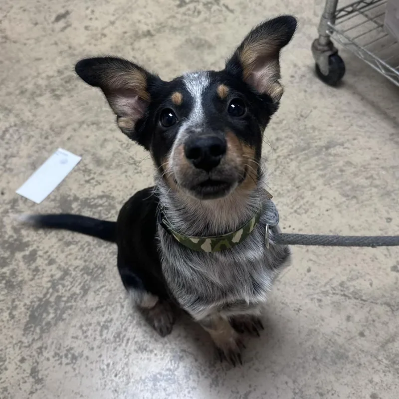 A baby small-sized male Black Australian Cattle Dog / Blue Heeler dog named Banana Split for adoption in Pekin, IL