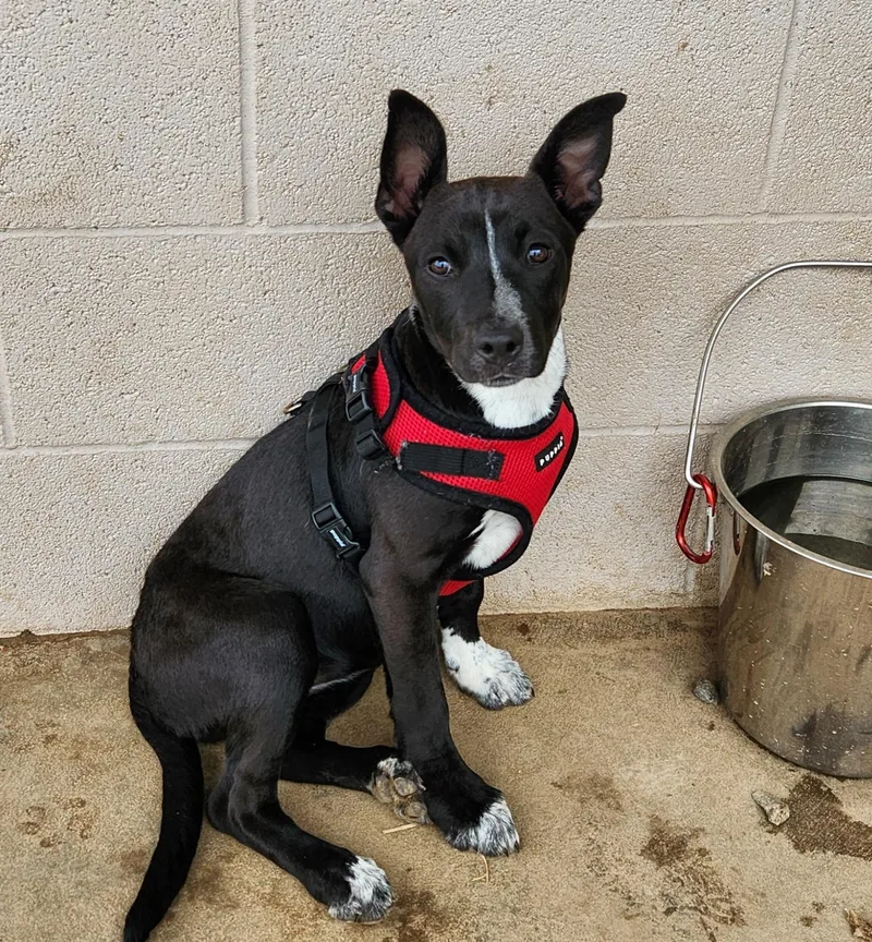 A young medium-sized female Black Pit Bull Terrier dog named Zuri for adoption in Siloam Springs, AR