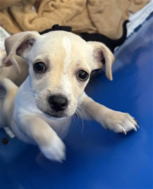 A baby medium-sized female Mixed Breed dog named Bagle for adoption in Dallas, TX