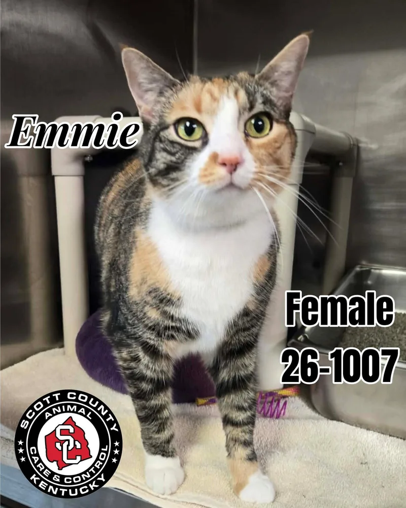 An adult small-sized female Domestic Short Hair cat named Emmie for adoption in Georgetown, KY