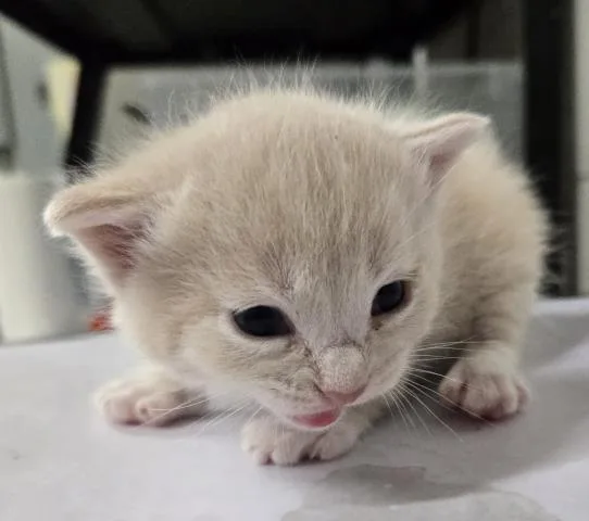 A baby small-sized male Domestic Short Hair cat named Grimoire for adoption in Pensacola, FL