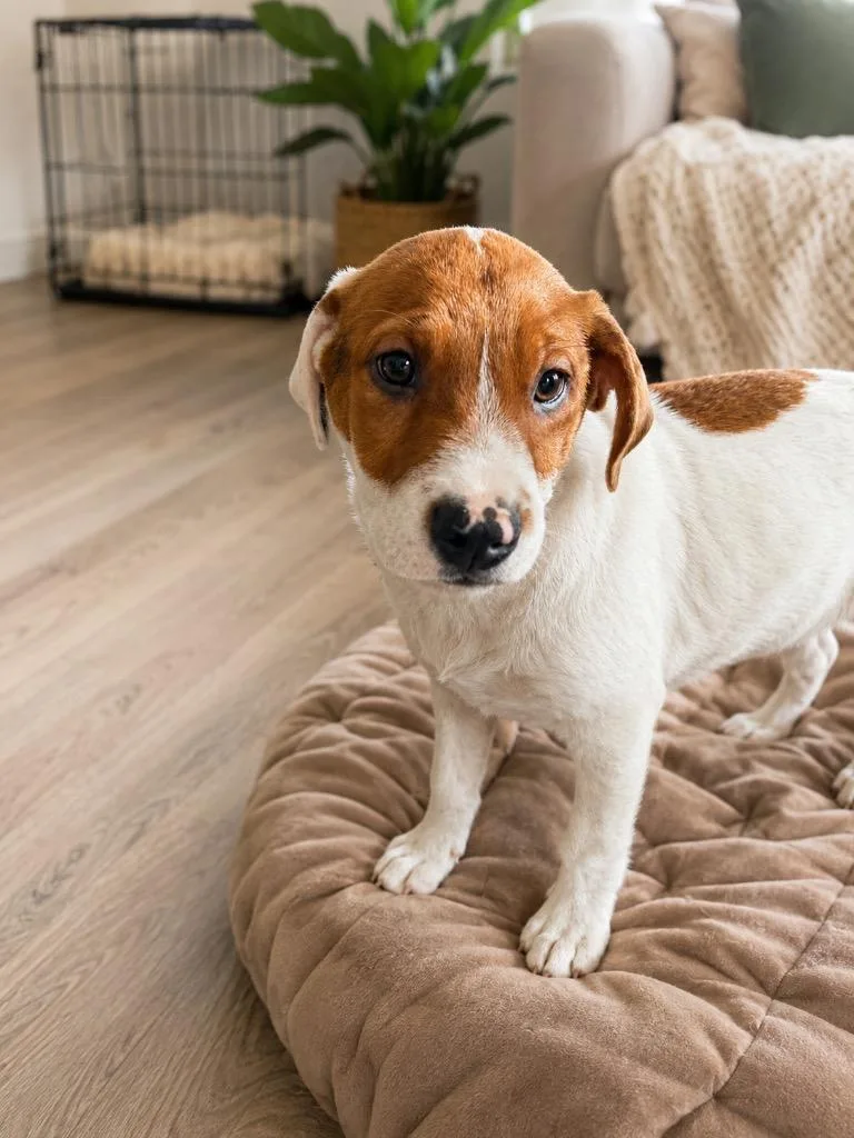 A baby medium-sized male Australian Cattle Dog / Blue Heeler dog named Lui Decebal for adoption in Fort Lupton, CO