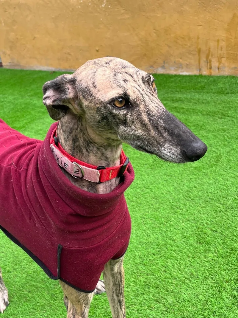 A young medium-sized female Galgo Spanish Greyhound dog named Pixie for adoption in Winter Park, FL