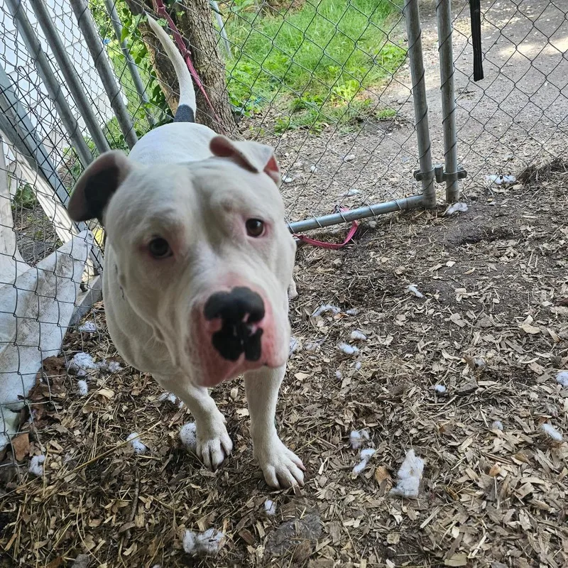 Splotter thumbnail 2