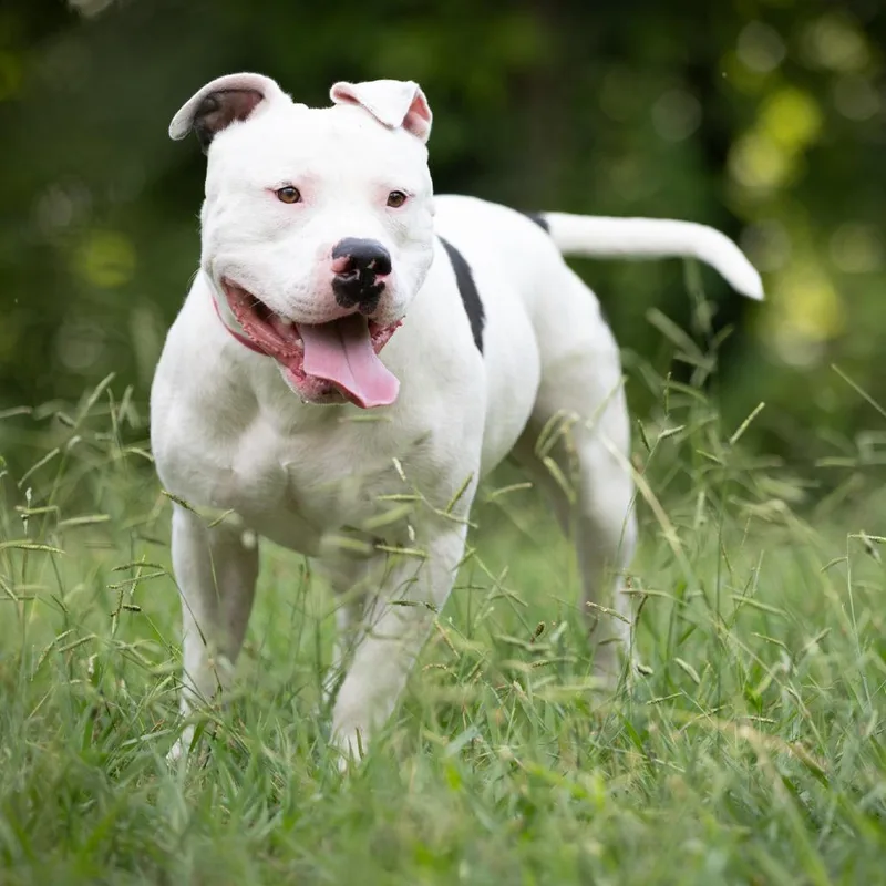 Splotter thumbnail 4