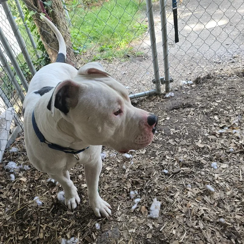 Splotter thumbnail 5