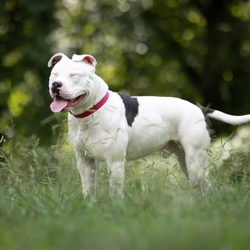 Splotter thumbnail 6