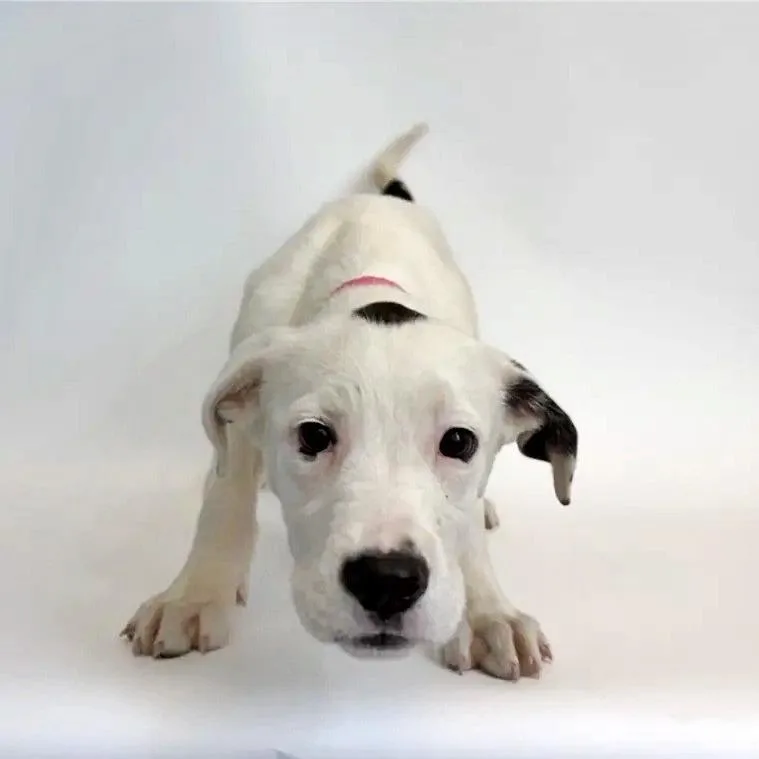 A baby small-sized female White / Cream Mixed Breed dog named Marshmallow for adoption in Saint Louis, MO