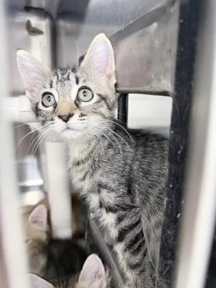 A baby small-sized male Domestic Short Hair cat named Nicholas for adoption in Venice, FL