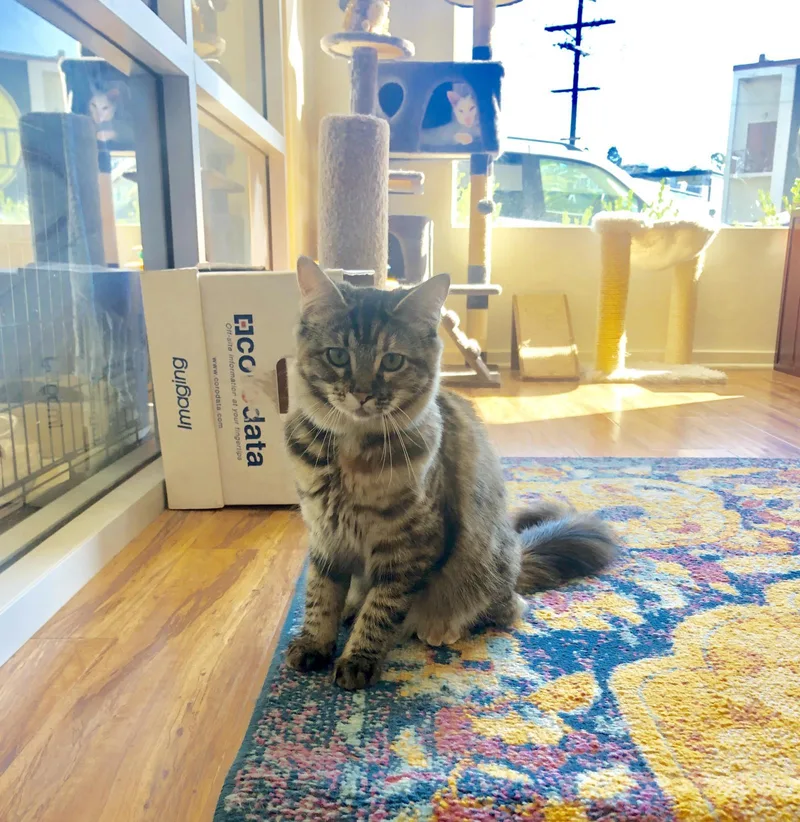 An adult large-sized female Maine Coon cat named Pickles for adoption in La Jolla, CA