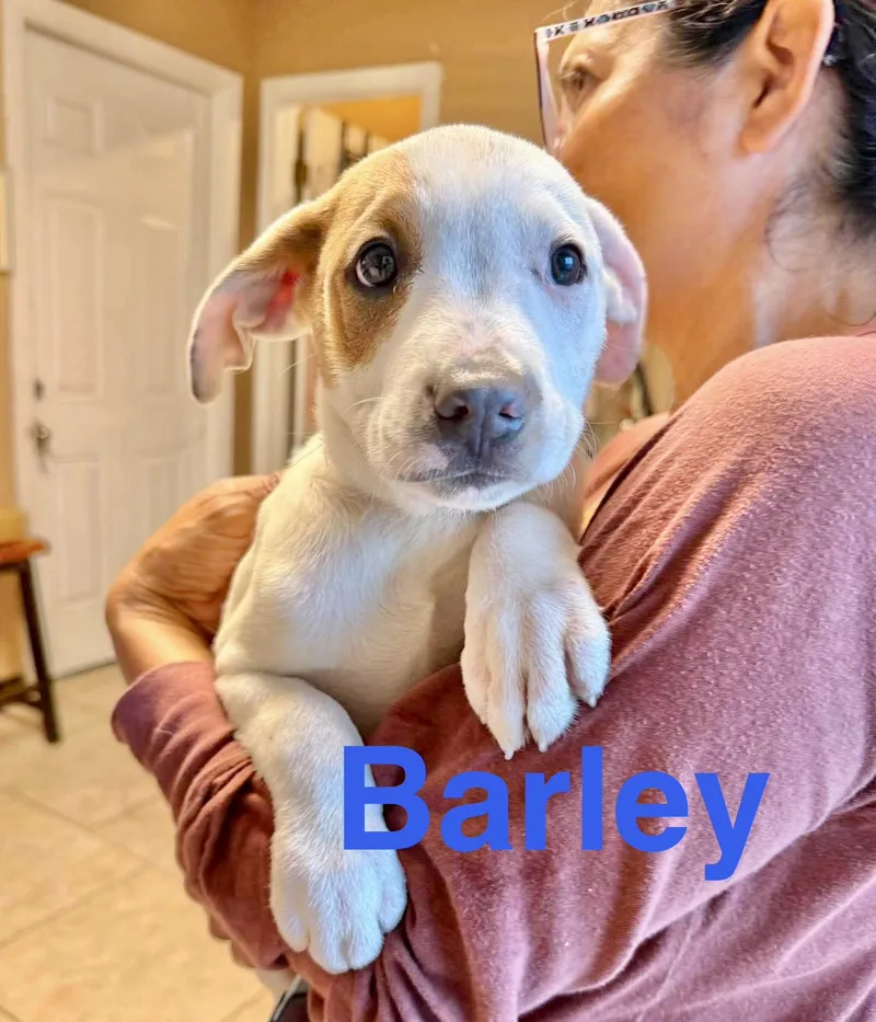 A baby medium-sized male White / Cream Labrador Retriever dog named Barley for adoption in Austin, TX