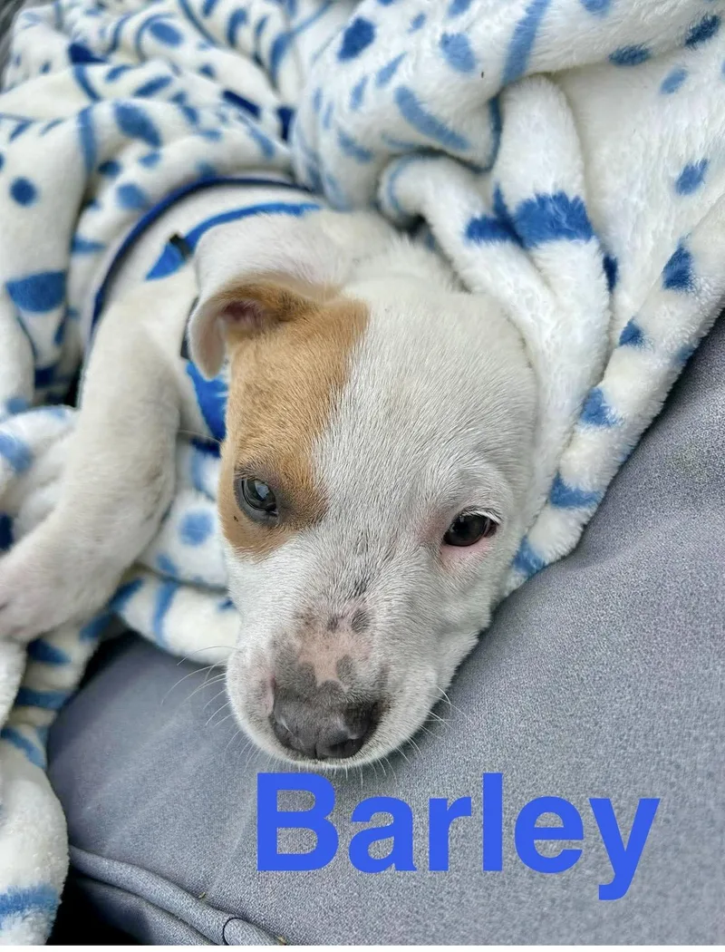 Barley thumbnail 2