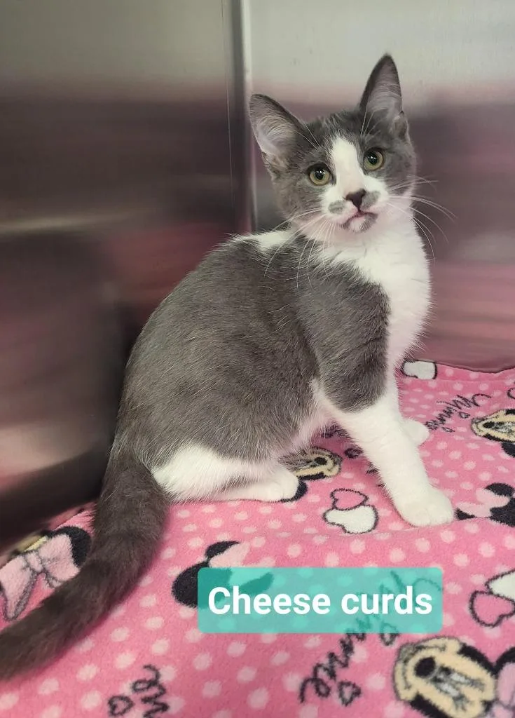 A baby small-sized male Domestic Short Hair cat named Cheese Curds for adoption in Richmond, IN